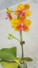 Phal. Allura Hagar Quim